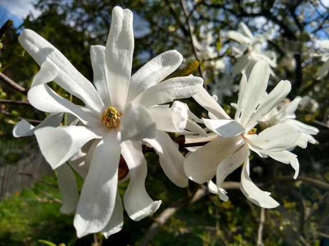 Magnolia gwiaździsta