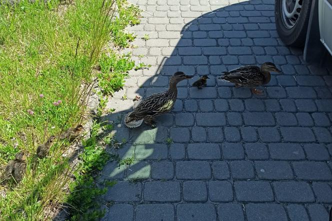 Policjanci z Torunia pomogli kaczej rodzinie. Znalazła się w rejonie ruchliwej ulicy!