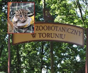 Taraje urodziły się w toruńskim zoo. Fenomen na skalę światową