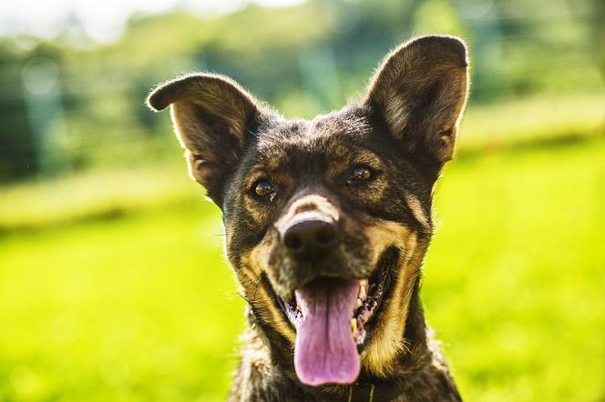 Trwa akcja Rekordowa Miska z Ceneo