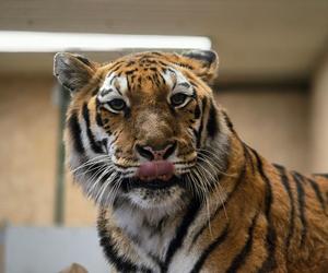 Rodzina tygrysów amurskich (syberyjskich) w Śląskim ZOO