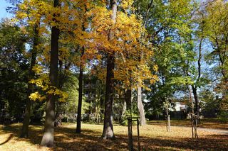 Złota polska jesień w parku na Bronowicach w Lublinie