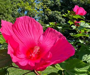 Hibiskus bagienny