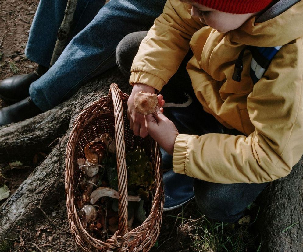 Te grzyby są najlepsze do zupy. Dodają głęboki smak i niepowtarzalny aromat