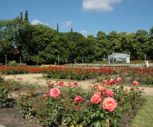 Kwitnie tu 9  tys. róż 99  odmian. Ogród Różany „Różanka” w Szczecinie