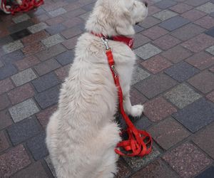 Golden Retriever WOŚP w Poznaniu