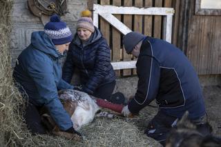 Rolnicy. Podlasie, odcinek 15 (sezon V)