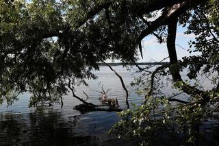 Z Wrocławia na weekend. Stawy Milickie: odwiedź perłę Doliny Baryczy !
