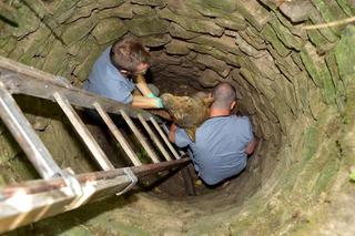 Pieścił wilka na pożegnanie