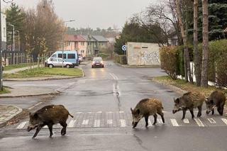 Trwa okres lęgowy dzików! Gdzie je spotkamy w Bydgoszczy? Dlaczego wychodzą na ulice?