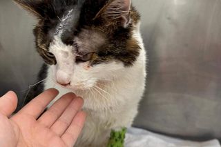 Obciął kotu język, bo zjadł plasterek boczku 