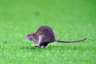 Courtois okiełznał szczura