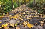 Puszcza Białowieska to idealny pomysł na odwiedziny jesienią