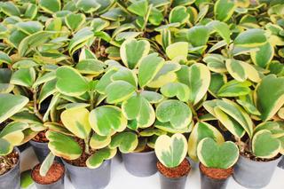 Rośliny doniczkowe o ozdobnych liściach