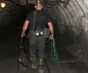 JSW: w kopalni Pniówek pierwsze szkolenie psów ratowniczych