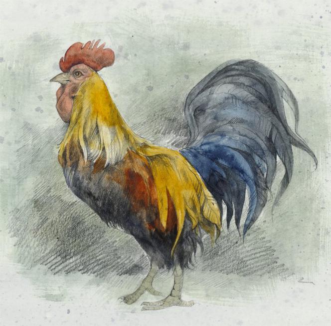 Aleksandra Michalska Szwagierczak - ilustracje