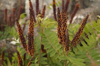 Amorfa krzewiasta (Amorpha fruticosa)