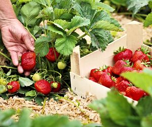 Czym grozi jedzenie niemytych truskawek? WZW i pasożyty to początek listy 