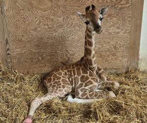 Warszawskie ZOO. Żyrafa Pietruszka