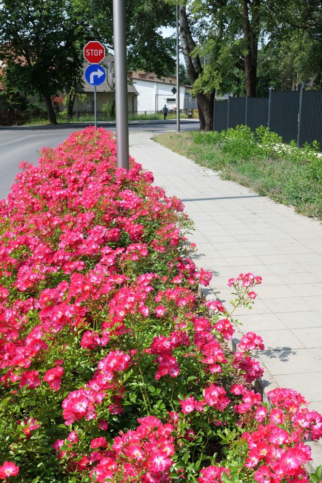Starachowice. To najbardziej ukwiecone miasto świętokrzyskiego