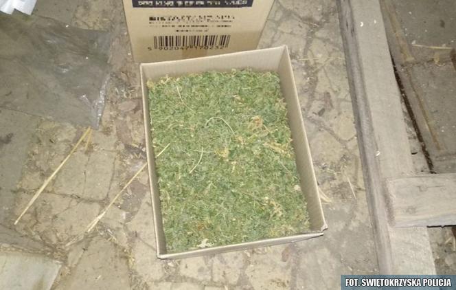 Wspólna akcja policjantów z Kielc i Grudziądza. Odkryli podziemną plantację