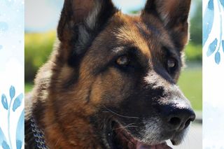 Herbatka na Czterech Łapkach