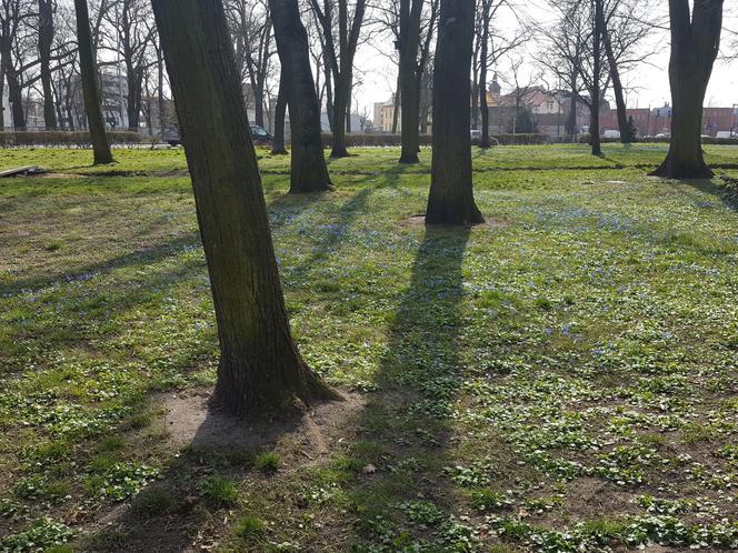 Żółte i niebieskie symbole wiosny w Lesznie
