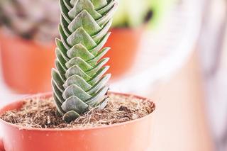 Modne rośliny doniczkowe