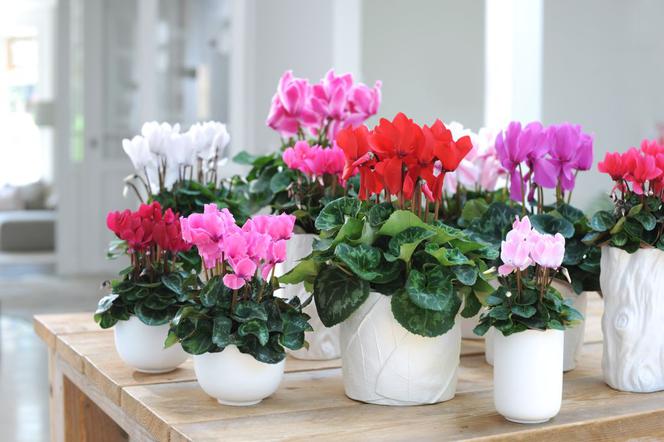 cyclamen4.jpg