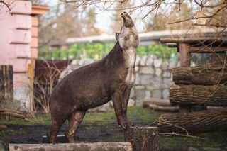 Ulubienica wrocławskiego zoo wyjechała do Francji Tapirzyca Sara bezpiecznie trafiła do Zoo de Cerza 