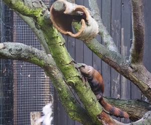 Nowy mieszkaniec warszawskiego zoo. Już niebawem będzie można zobaczyć galidię