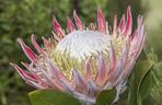 Protea królewska