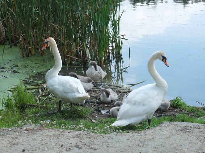 Strażacy ochotnicy uratowali brzydkie kaczątko