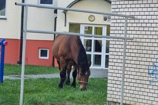 Koń spacerował sobie po jednym z bielskich osiedli 