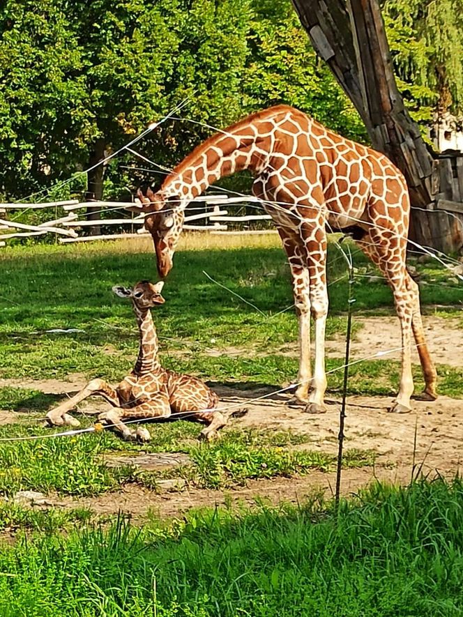 Uroczy maluszek w Śląskim Ogrodzie Zoologicznym. Na świat przyszła mała żyrafa