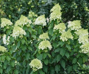 Hortensja bukietowa 'Polar Bear'