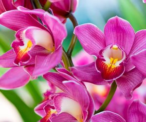 Storczyki najpiekniejszymi kwiatami doniczkowymi