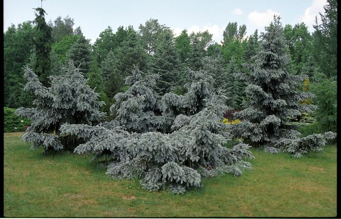 Ogród Botaniczny w Powsinie