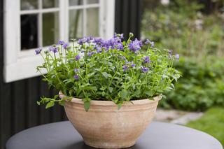 Wiosenne kwiaty na balkonie