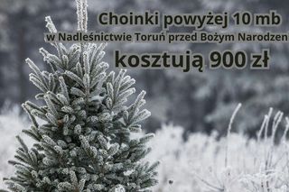 Tu sprzedają najtańsze choinki w województwie kujawsko-pomorskim. Można wybrać samemu!
