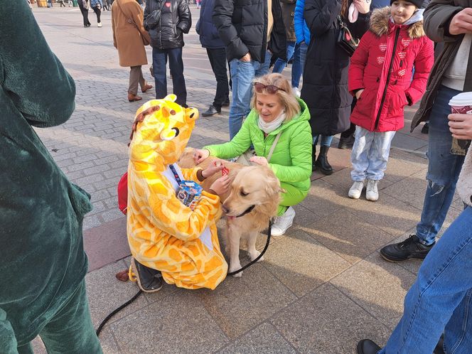 33. Finał WOŚP z grupą krakowskich Golden Retrieverów