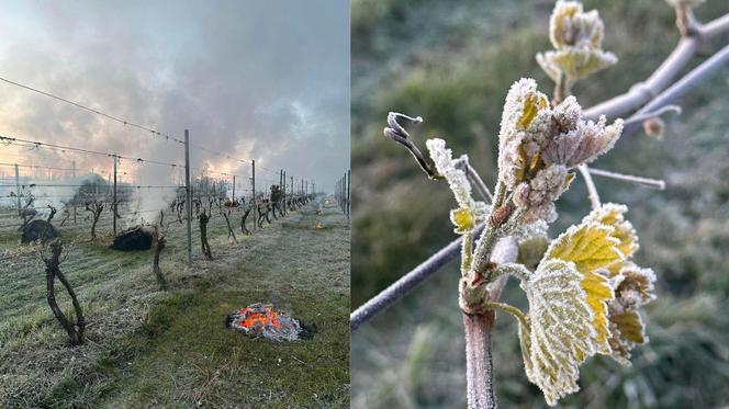 Ogromne straty rolników i sadowników. Kwietniowe mrozy zniszczyły całe plantacje. „To był kataklizm”