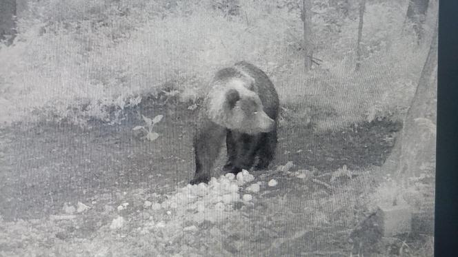 Niedźwiedź brunatny grasuje pod Tarnowem. Fotopułapka zrobiła mu zdjęcia