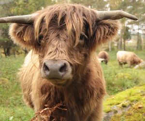 Trwają poszukiwania dwóch krów rasy highland cattle. Proszę do nich nie podchodzić
