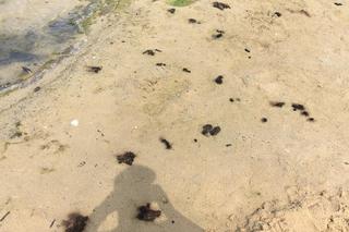 Plaża w Wąsoczu jest piękna, choć na chwilę obecną... bardzo brudna