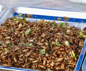 Jadalne owady hitem sprzedaży w Polsce