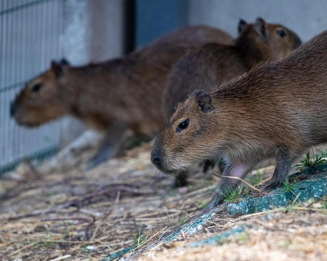 Kapibary przejmują łódzkie ZOO! Do dwóch samic dołączył samiec