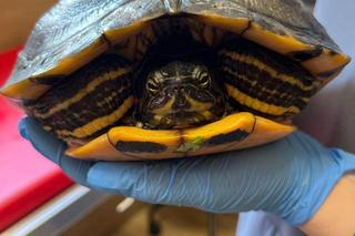 Wędkarze zamiast ryby złowili egzotycznego żółwia