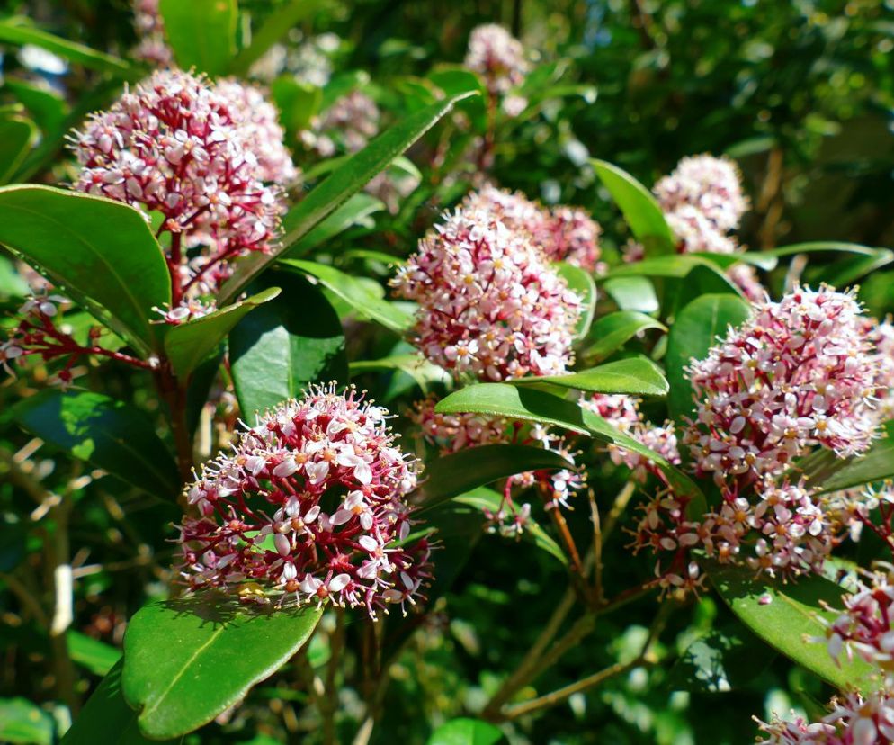Skimia japońska 'Rubella'