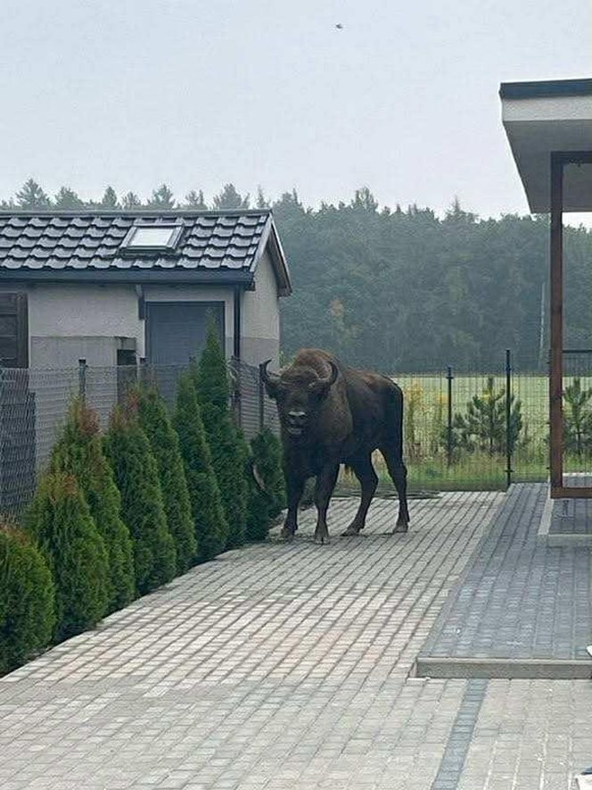 Żubr na wolności. Pajor uciekł z prywatnej zagrody